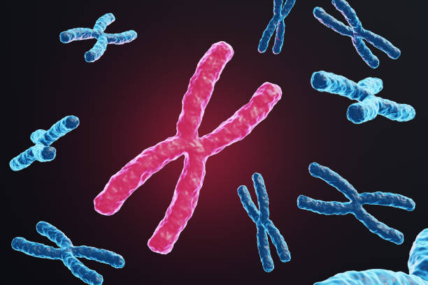 istock Glowing red chromosome standing out from other blue chromosomes on dark black background. 3D illustration of the concept of DNA, genetic material and reproduction 2103941859