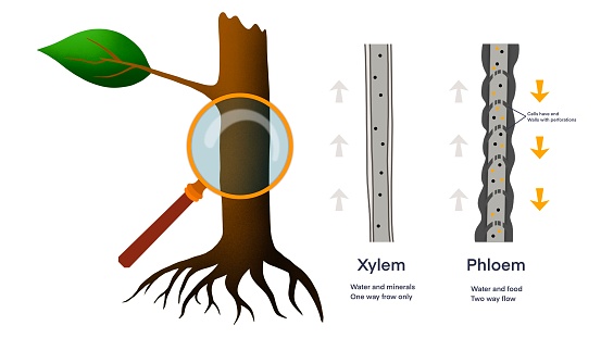 Xylem and phloem water and minerals transportation system outline diagram, Scientific Designing of Xylem And Phloem Scheme, Nutrient And Mineral Transportation, plants transport nutrient and water