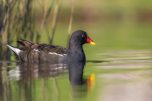 The Moorhen, more commonly known as the Moorhen, is a medium-sized bird, stocky and robust, with predominantly blackish plumage. It is known for its adaptation to life in wetlands, where it moves with ease on floating aquatic plants and swims in search of food.