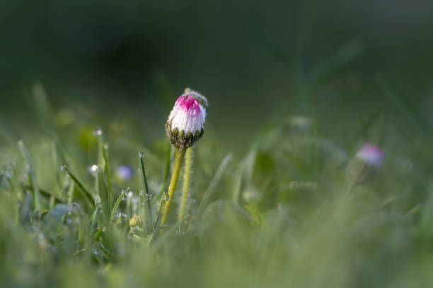 istock daisy in bud in a meadow in the morning light 2103997876