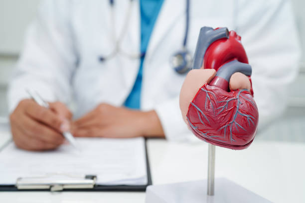 Cardiovascular disease CVD, doctor with heart human model anatomy for treatment patient in hospital. Cardiovascular disease CVD, doctor with heart human model anatomy for treatment patient in hospital. cardiovascular stock pictures, royalty-free photos & images