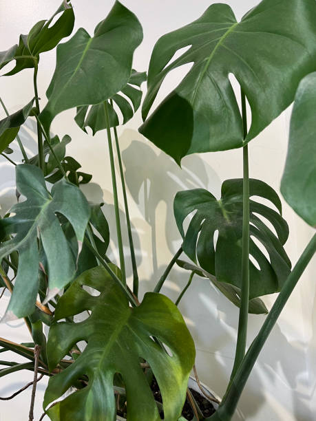 istock Monstera Swiss cheese plant philodendron 2104020857