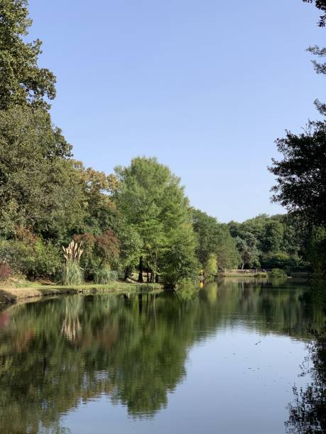 istock a natural forest and lake view 2104029268