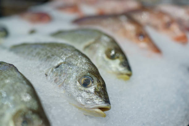 istock Close up view of fresh fish are displayed on crushed ice in a retail setting 2104042843