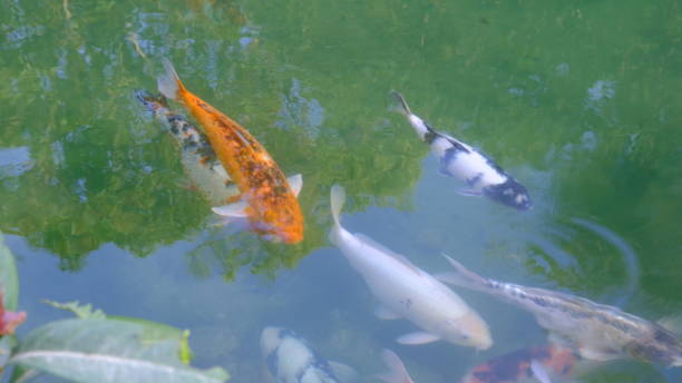 istock Colorful crap fish or koi fish in pond 2104054347