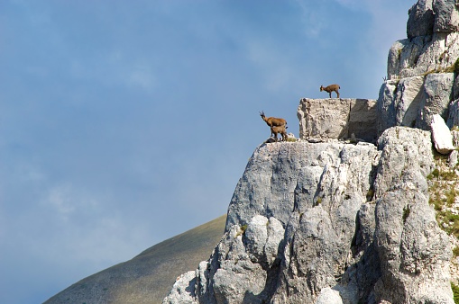 Chamois family on top of a cliff of Monte Bove, Sibillini National Park