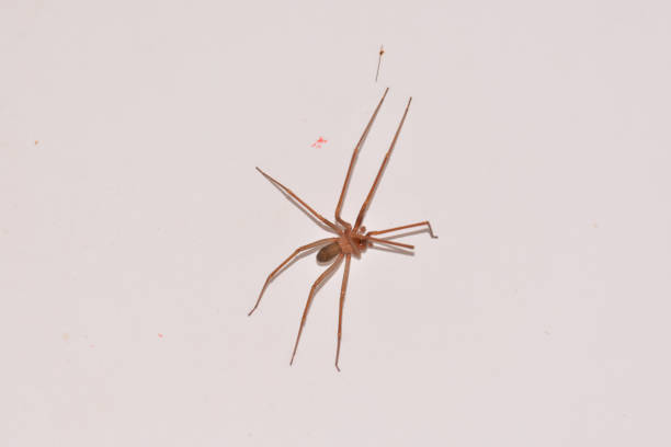 istock Spider on The Wallspider, nature, animal, wildlife, insect, isolated, wild, bug, predator, white, invertebrate, closeup, brown, fauna, close 2104078974