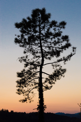 Sunset behind pine tree silhouette in Tuscany