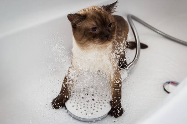 istock Scottish Fold Spa: Cat Enjoying a Shower in the Bath 2104085062
