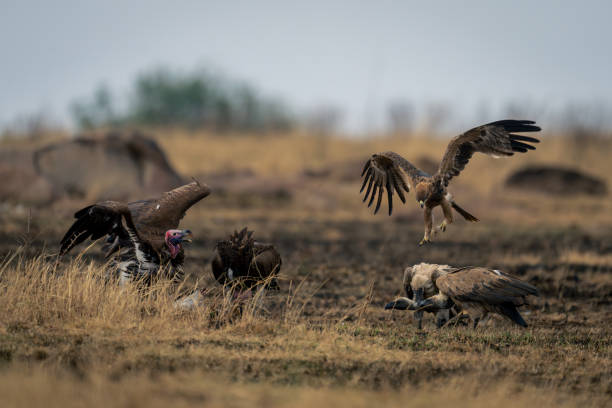 istock Tawny eagle approaches white-backed and lappet-faced vultures 2104093090