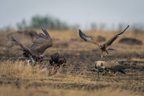 istock Tawny eagle approaches lappet-faced and white-backed vultures 2104093094