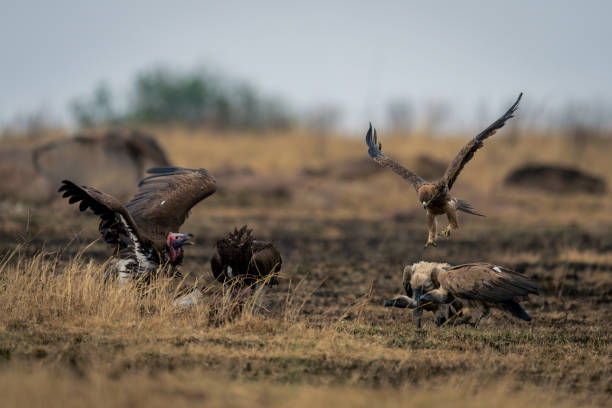 istock Tawny eagle approaching lappet-faced and white-backed vultures 2104093571