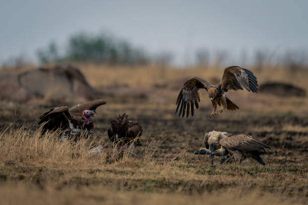 istock Tawny eagle approaching white-backed and lappet-faced vultures 2104093613