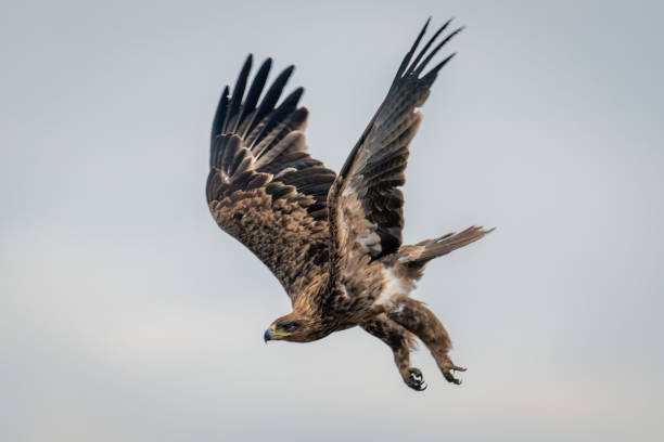 istock Tawny eagle diving out of blue sky 2104093622