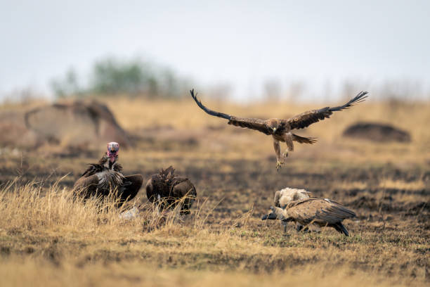 Tawny eagle flies over vultures with kill