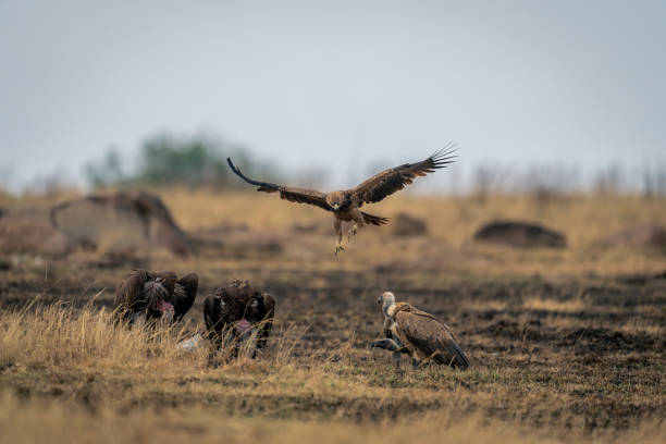 istock Tawny eagle glides over vultures eating carcase 2104094151