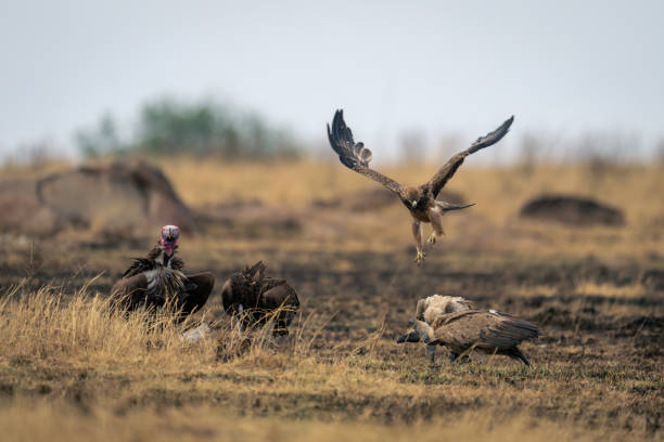 istock Tawny eagle flies over vultures with carcase 2104094300