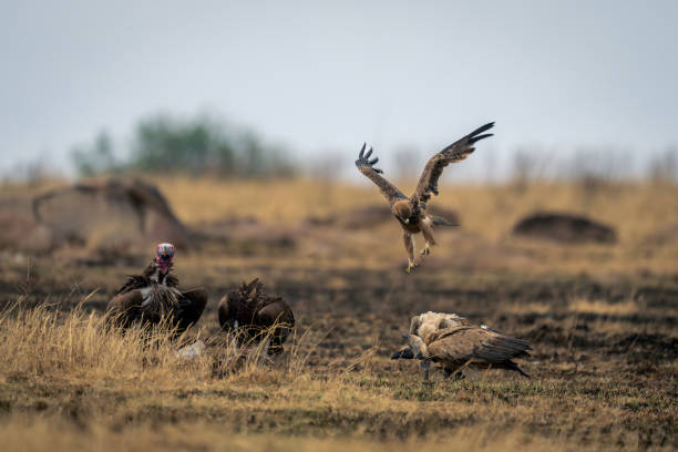 istock Tawny eagle flies over vultures eating kill 2104094661