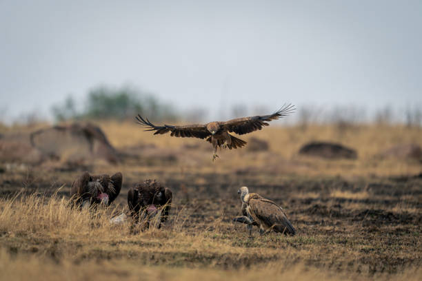 istock Tawny eagle glides over vultures eating kill 2104094674