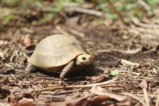 Elongated tortoise in the nature, Indotestudo elongata ,Tortoise sunbathe on ground with his protective shell ,Tortoise from Southeast Asia and parts of South Asia ,High yellow Tortoise