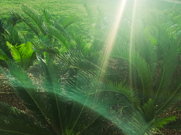 Summer sun shining through the green leaves of a palm tree