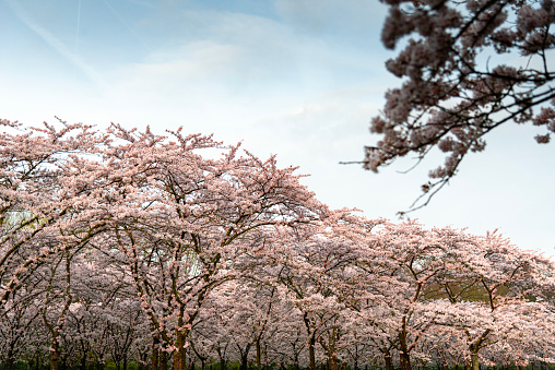 Walking in a cherry blossom forrest, handheld shot.