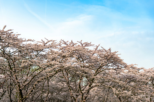 Cherry blossoms with blue sky at Miryang Eupseong Fortress in Miryang, Korea