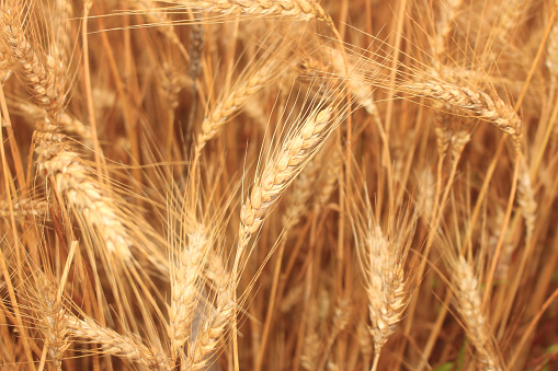 Close up on golden wheat field or rice barley farm