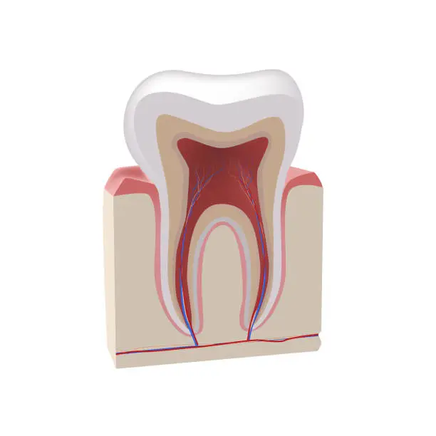 Vector illustration of Tooth, realistic illustration, dental, medicine