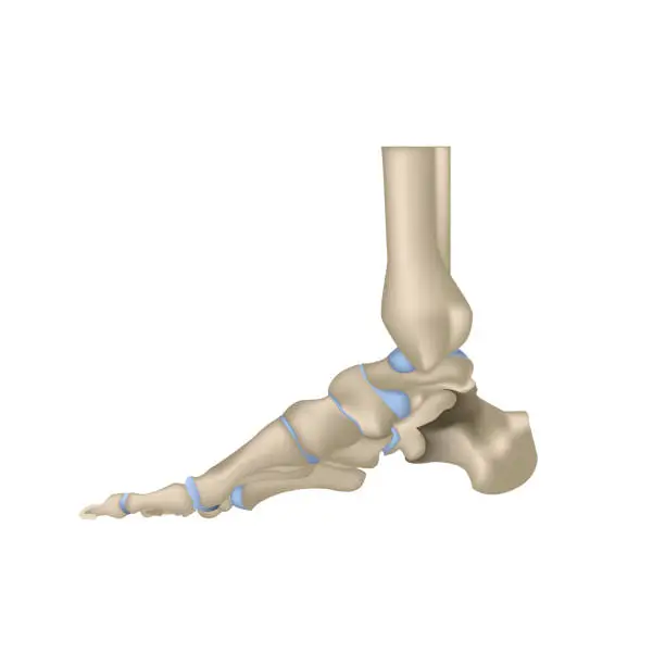 Vector illustration of Bones of foot, realistic vector illustration
