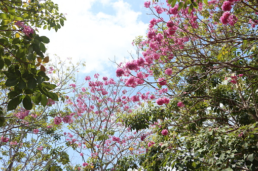 Close-up of pink rosy trumpet flower blooming in sunny morning at Mekong Delta Vietnam, known as tabebuia rosea or roble de sabana.