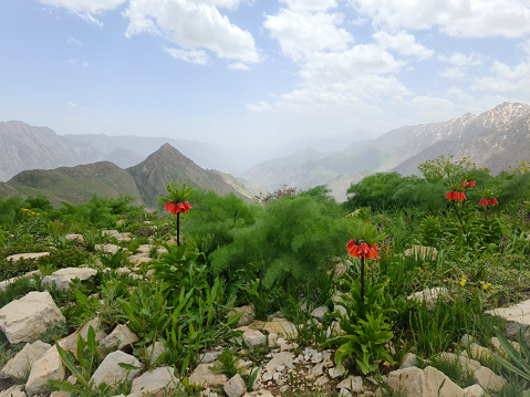 Fritillaria- Hawraman Takht (Uraman\nTakht) in Kurdistan province - Iran