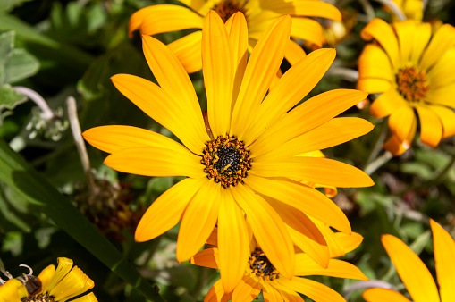 Solar Glow: Yellow Gazania rigens in Full Bloom.