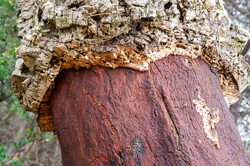 Sustainable Renewal: Detail of Cork Oak Trunk Stripped of Cork.