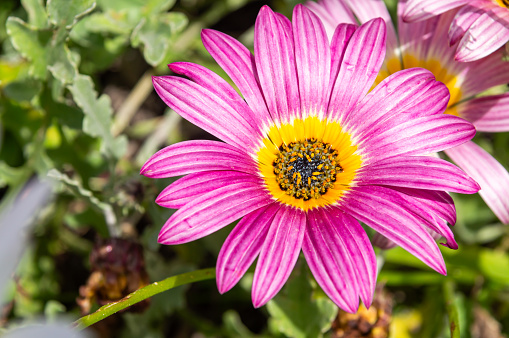 Radiant Pink: African Daisy or Gazania rigens Dazzling in Pink Hues.