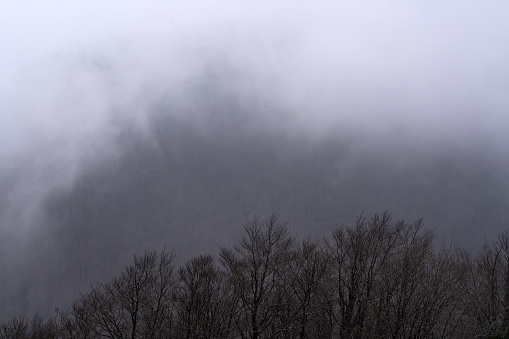 Fog on the mountain, forest