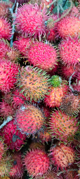 How beautiful the clustered rambutan fruits are.