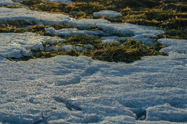 Spring picture after the thaw \nfirst green grass of the year