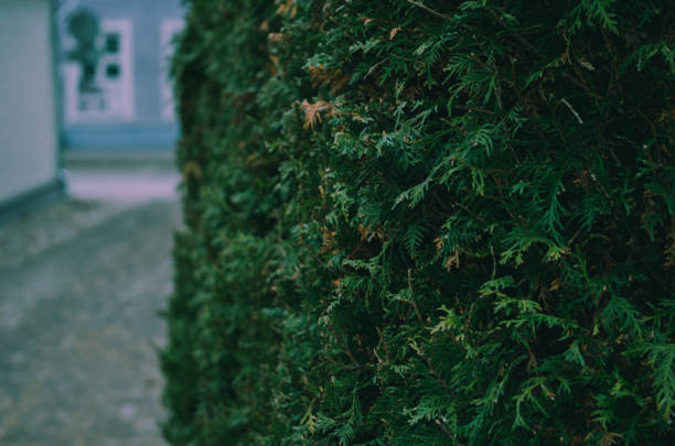 A hedge element in the garden