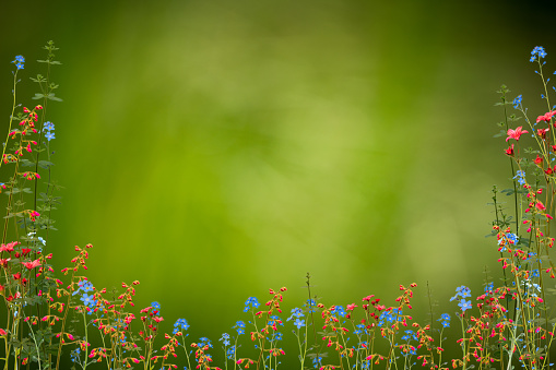 Spring Background with Red and Blue Wildflowers