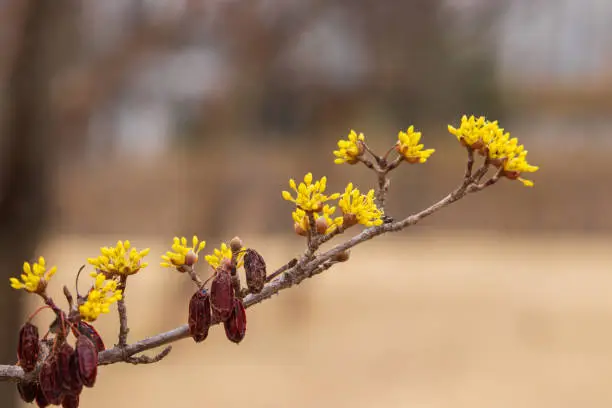Cornelian cherry flowers and dry fruits on the branches of a Cornus officinalis tree in early spring.