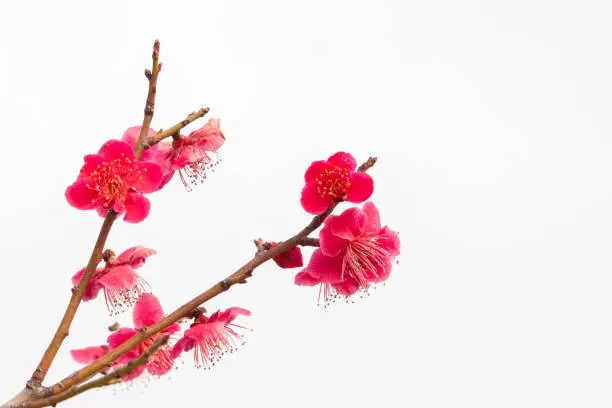 Beautiful red Plum blossoms with white background.