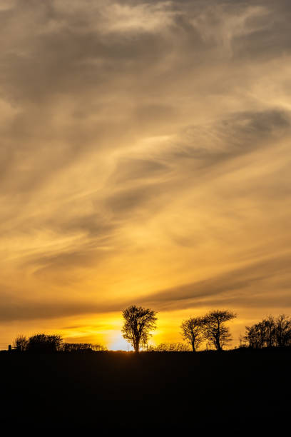 istock Looking up at bare trees on a hillside, silhouetted at sunset 2104221503