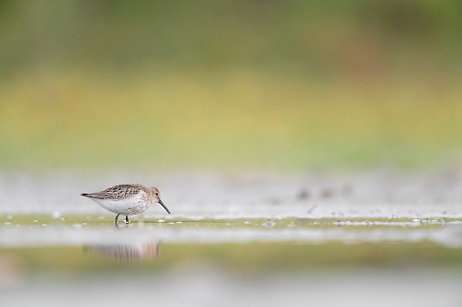 hunting in the wet area!