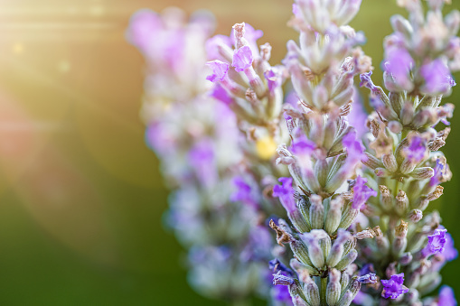 Lavender Flower with Copy Space