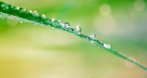 Beautiful round drops of morning dew on grass sparkle in morning light. Dew drops macro in nature outdoors.