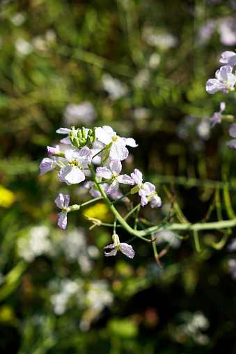 Elegant fading lilac Fodder Radish flower branch