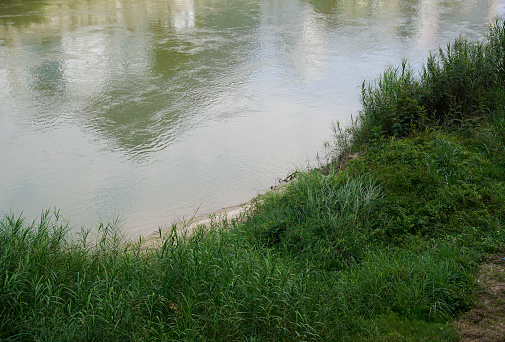 Background of grasses growing on the river bank