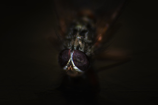 Portrait of fly insect head with dark background. Macro animal photo