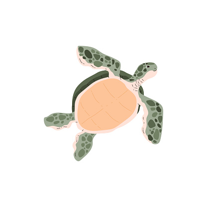 Solo sea turtle in motion. A vector illustration captures the gentle movement of a sea turtle with a peach-colored shell and spotted flippers.